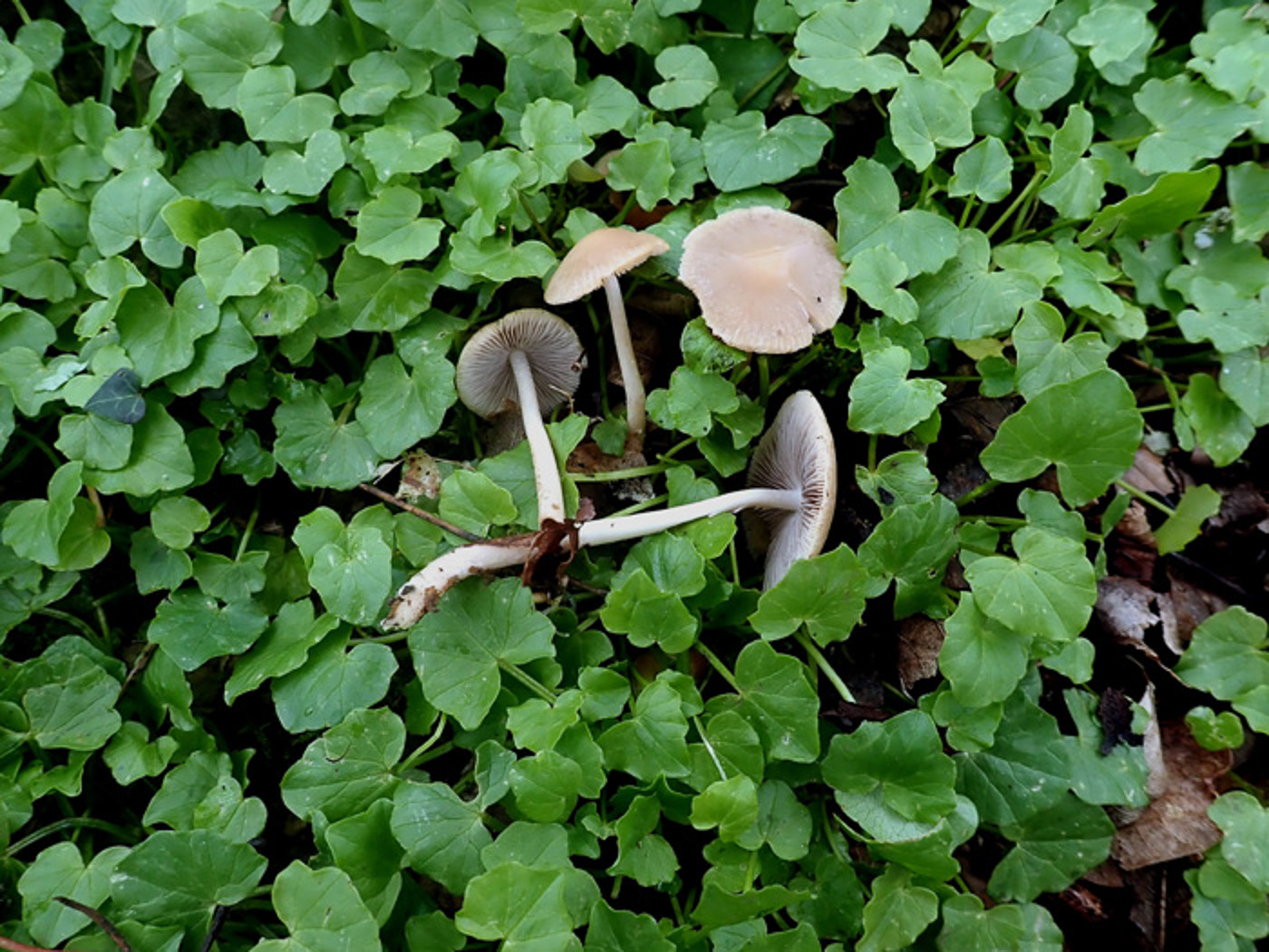 Photo by Penny Cullington Psathyrella spadiceogrisea by Penny Cullington